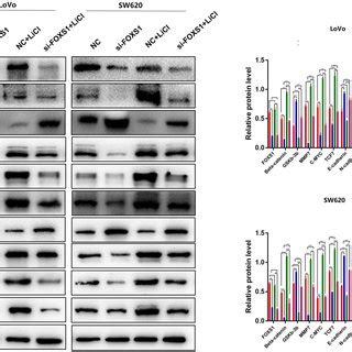 FOXS1 is a regulator of the Wnt β catenin Pathway Western blot