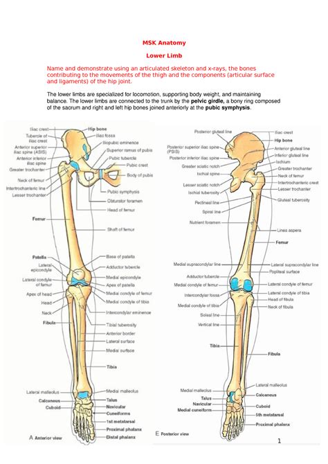 Usmle Msk 7 Lower Limb Anatomy And Pathology – NBKomputer