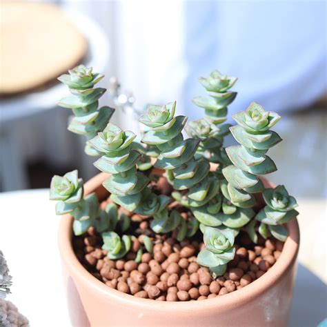 Crassula Ivory Towers Crassula Conjuncta Succulent For Sale Succulents Box