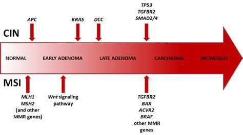 Mechanisms Of Genomic Instability Contributing To The Rise Of