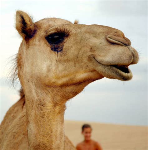 Camel Face Stock Photos, Pictures & Royalty-Free Images - iStock