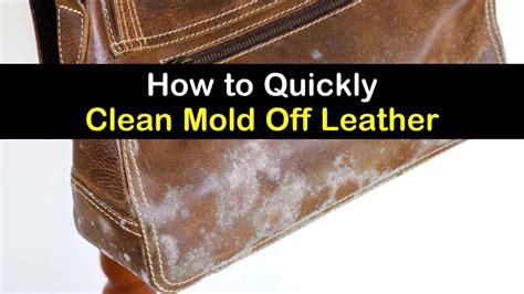 4 Simple Ways To Clean Mold Off Leather Cleaning Mold Leather