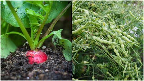 Radish Plants