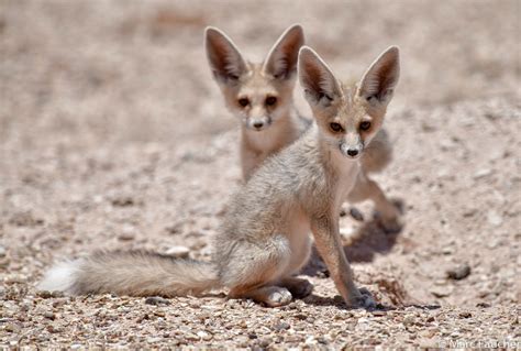 Rüppells Fox In May 2019 By Pfaucher · Inaturalist