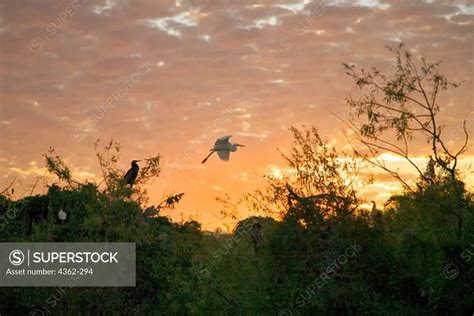 Birds of the Everglades - SuperStock