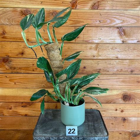 Monstera Standleyana Aurea Variegata On Moss Pole Pick Your Plant