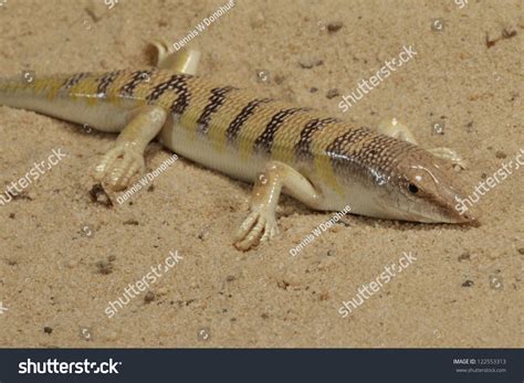 desert sandfish stock photo  shutterstock