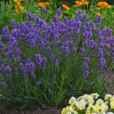 Lavandula Angustifolia Lavender Sweet Romance® White Flower Farm