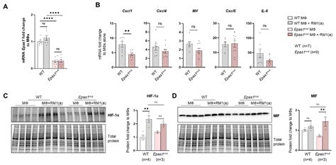 Cells Free Full Text Bone Marrow Macrophages Induce Inflammation By