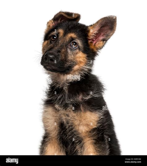 German Shepherd Dog Puppy 3 Months Old Stock Photo Alamy