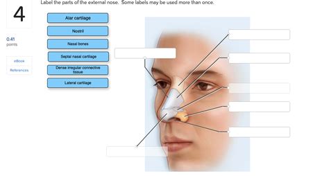 Solved Label The Parts Of The External Nose Some Labels May Chegg