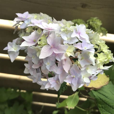 First hydrangea bloom ️ I love multicoloured hydrangeas!! : r/gardening