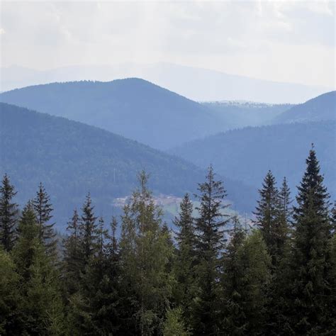 mountain pine trees pictures