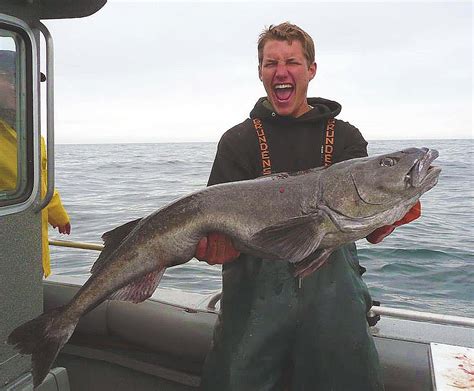 Black Cod Fishing Tips