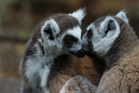 Grey and White Koala Bear · Free Stock Photo