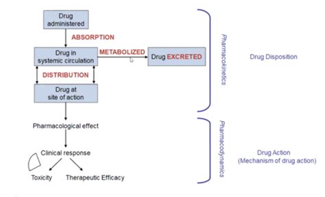 LEC 2 Pharmacokinetics Flashcards Quizlet