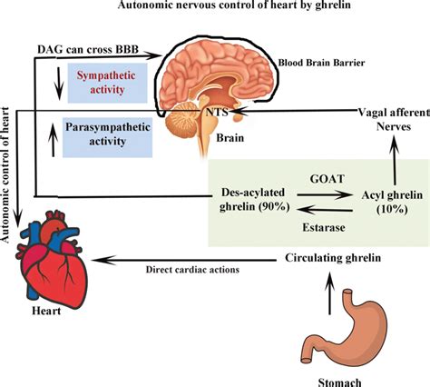 Autonomic Nervous Control Of The Heart Regulated By Ghrelin Schematic