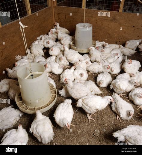 Chicken Broilers In Pen Bred For Meat Eating Stock Photo Alamy