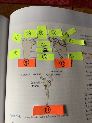 Kinesiology Boney Landmarks Master Set Flashcards Quizlet