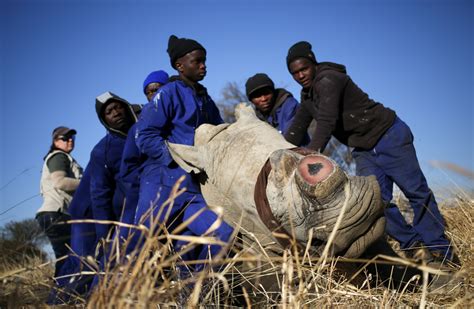 Minder Neushoorns Gestroopt In Zuidelijk Afrika Werkt De Aanpak Trouw