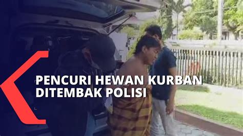 Melawan Saat Ditangkap Pelaku Pencuri Hewan Kurban Ditembak Polisi