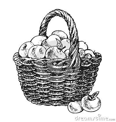 Apple Basket Drawing Stock Photo - Image: 16107980