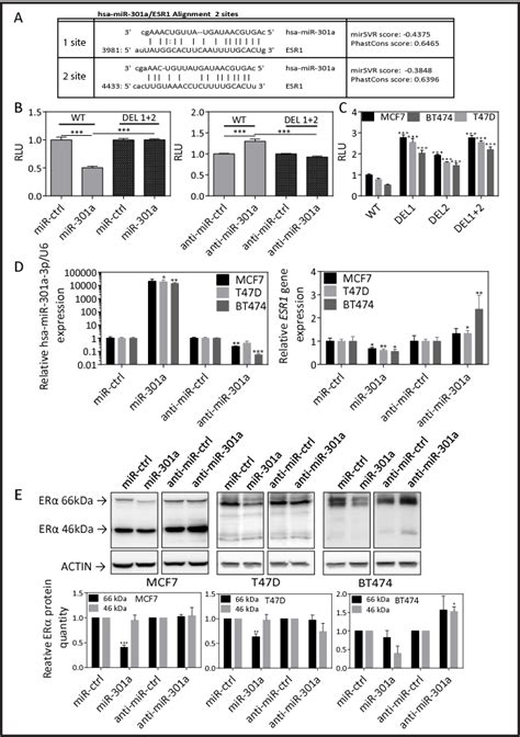 Figure 2 From Mir 301a 3p Suppresses Estrogen Signaling By Directly