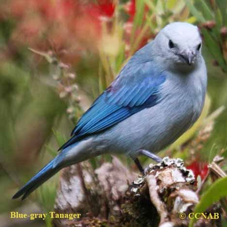 Blue-gray Tanager - North American Birds - Birds of North America