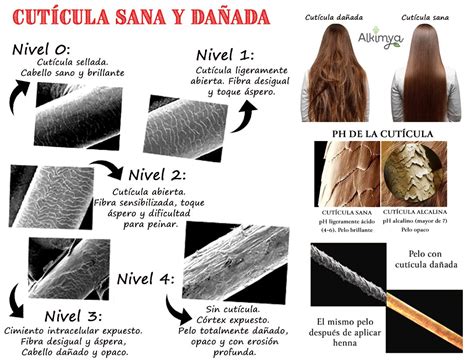 La Vital Importancia De La Cutícula Del Cabello Alkimya