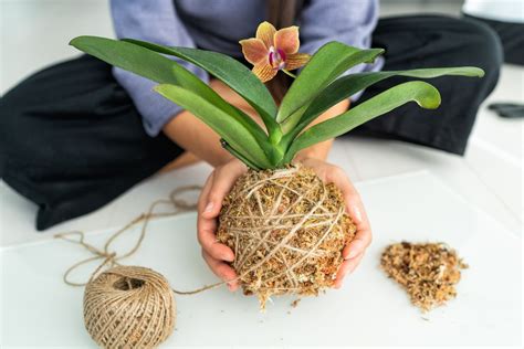 Kokedama Aprenda como fazer e montar esses itens belíssimos Folha GO