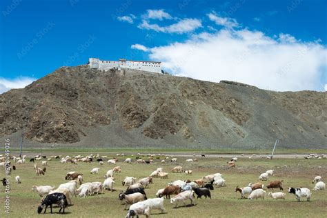 Ladakh, India - Jul 14 2019 - Hanle Monastery (Hanle Gompa) in Hanle ...