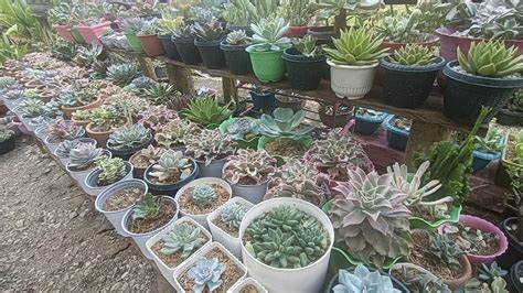 Daming Nagmamagandang Succulents Kaya Pala Kulubot Mga Leaves Ni