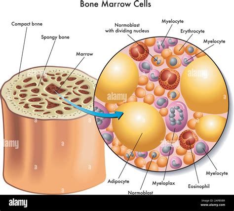 Medical Illustration Of The Composition Of Bone Marrow Cells Stock