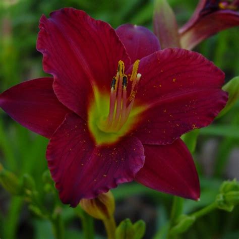 Hemerocallis Pardon Me