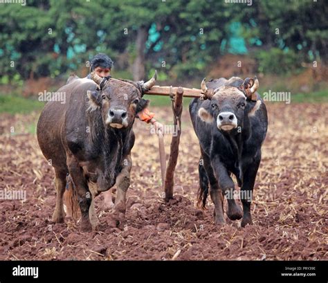 Oxen Team Plowing Farm Field In Rural Peru Stock Photo Alamy