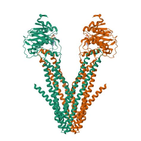 RCSB PDB 7VGF Cryo EM Structure Of PNP Bound Human ABCB7