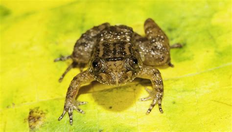 So Tiny! Miniature Frog Species Are Among World's Smallest (Photos) | Live Science