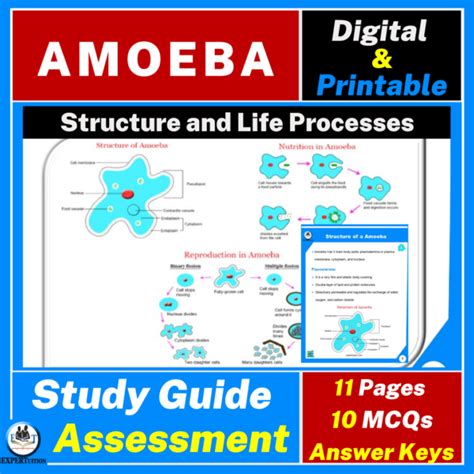 Protist Amoeba Structure Asexual Reproduction And Other Life Processes Expertuition