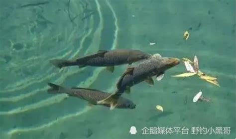 夏季釣魚，窩子可別隨便打！了解4個打窩「忌諱」，聚魚更輕鬆 壹讀