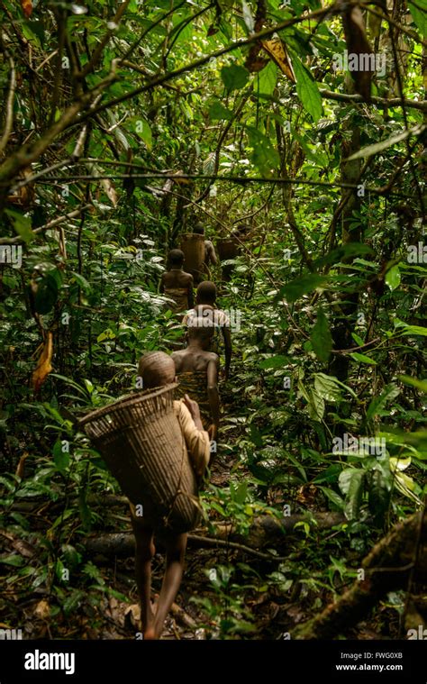 Bayaka Pygmies In The Equatorial Rainforest Central African Republic