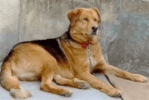 11 Best Indian Dog Breeds for Personal Protection - HubPages