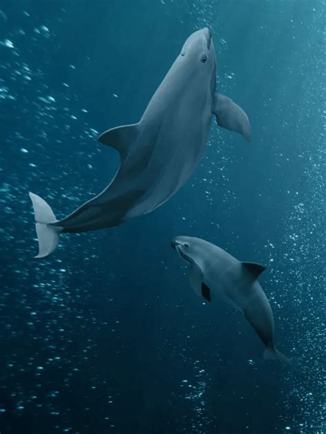 Save The Endangered Vaquita Porpoise — Porpoise Conservation Society