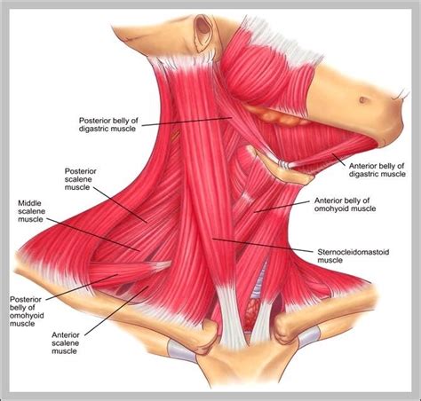 Picture Of Neck Muscles