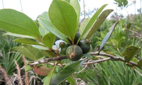 Strawberry Guava Tree: How to Grow Strawberry Guava - Epic Gardening