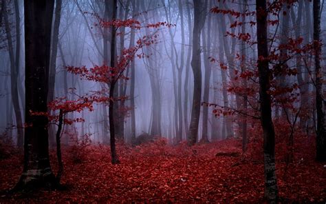 Foggy Forest Autumn Wallpapers - Wallpaper Cave