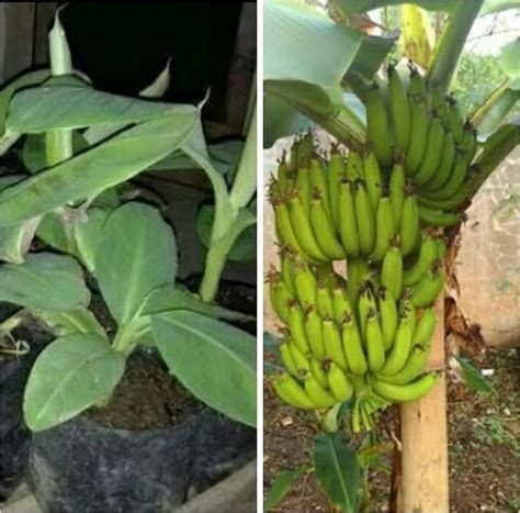 Bibit Pisang Cavendish Paket 3 Tanaman Murah Kota Madiun By Marlino