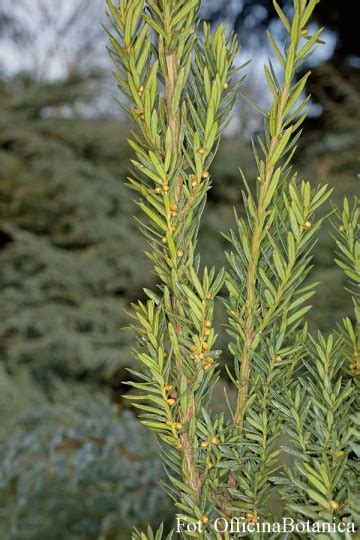 Taxus X Media Hillii Cis Po Redni