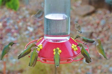 How To Get More Hummingbirds To Your Feeders