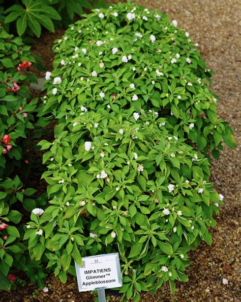 Impatiens Glimmer Appleblossom Truck Crops Trial Garden