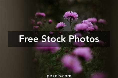 Wildflowers Purple Photos, Download The BEST Free Wildflowers Purple ...